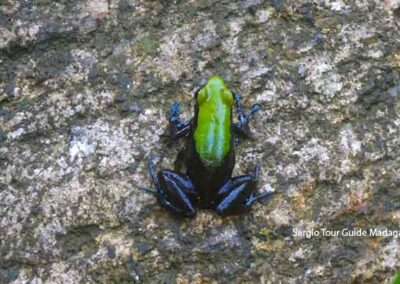 amphibians of madagascar