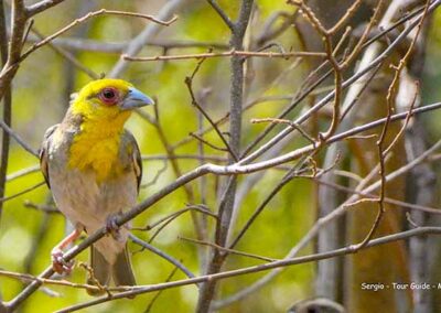 birdwatching in madagascar