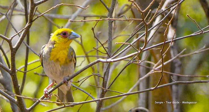madagascar_birding