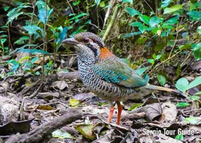 birdwatching in madagascar