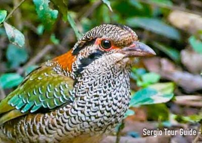 birdwatching in madagascar
