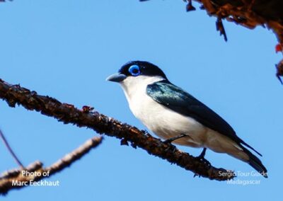 bird watching madagascar