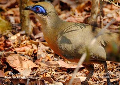 bird watching madagascar