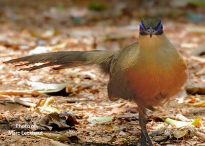 bird watching madagascar