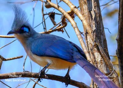 bird watching madagascar