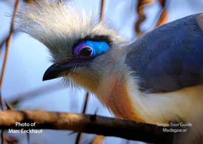 bird watching madagascar