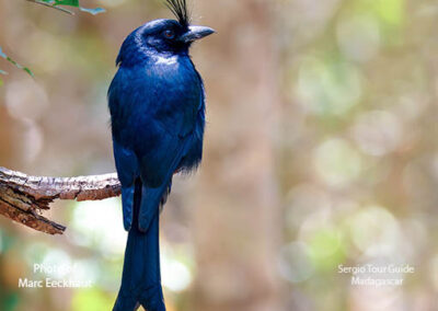 bird watching madagascar