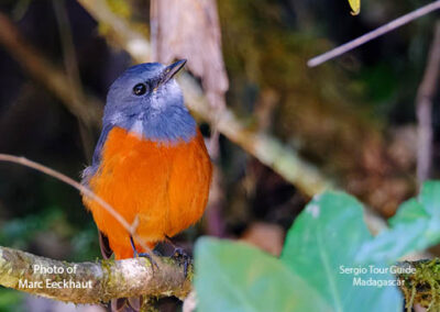 bird watching madagascar
