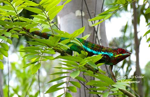 madagascar wildlife tours