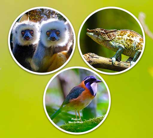 bird watching madagascar