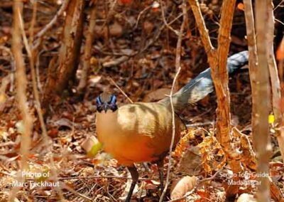 bird watching madagascar