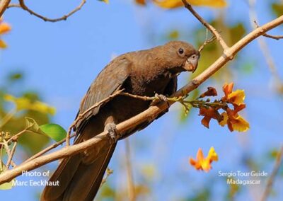bird watching madagascar
