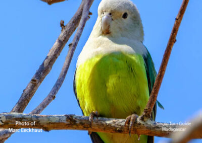 bird watching madagascar