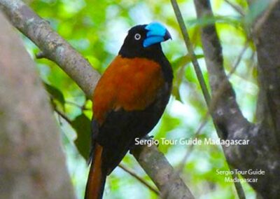 bird watching madagascar