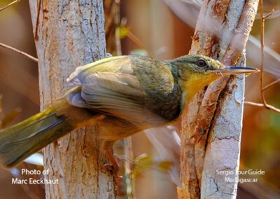 bird watching madagascar
