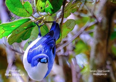 bird watching madagascar