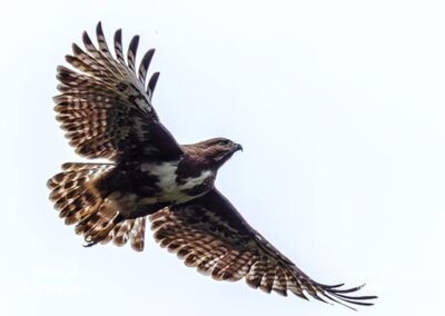 bird watching madagascar