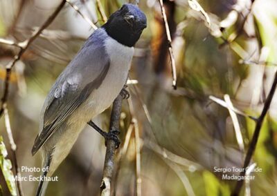 bird watching madagascar