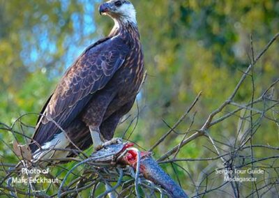 bird watching madagascar