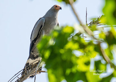 bird watching madagascar