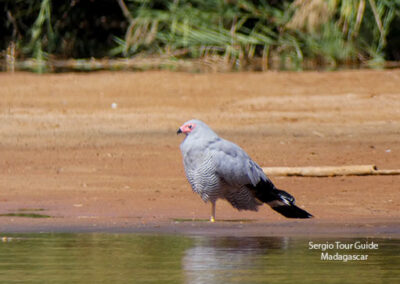 bird watching madagascar
