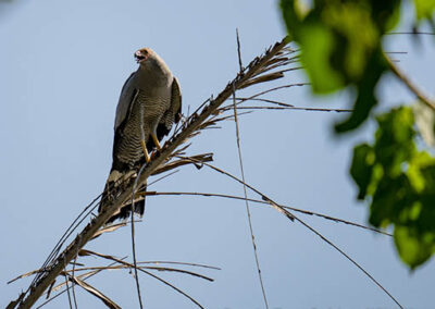 bird watching madagascar