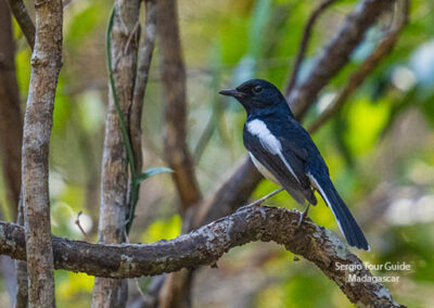 bird watching madagascar