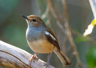 bird watching madagascar