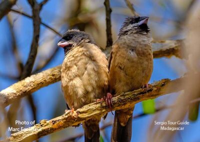 bird watching madagascar