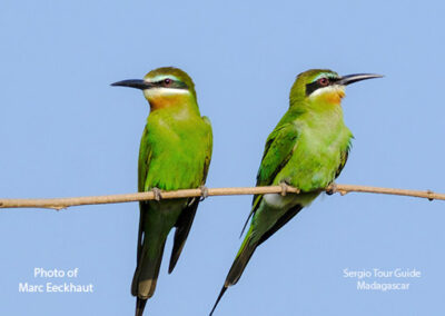 bird watching madagascar
