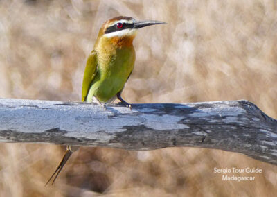 bird watching madagascar