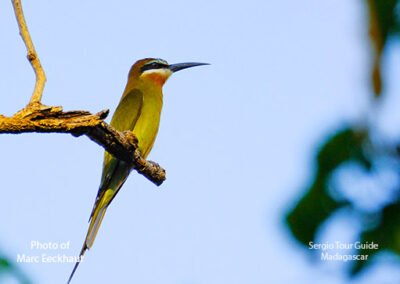 bird watching madagascar