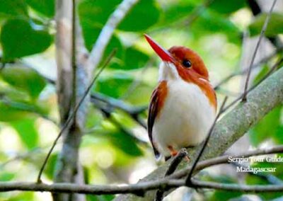 madagascar wildlife tours