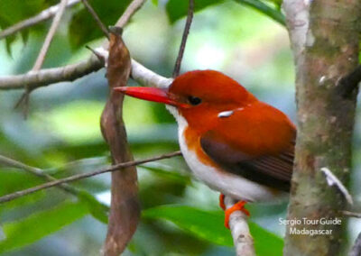 bird watching madagascar