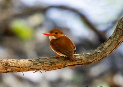 bird watching madagascar