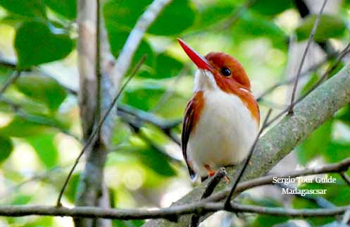 madagascar wildlife tours