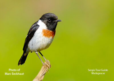 bird watching madagascar