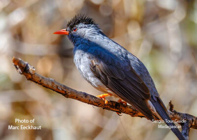 bird watching madagascar