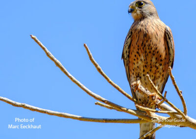 bird watching madagascar