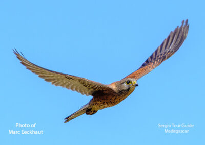bird watching madagascar