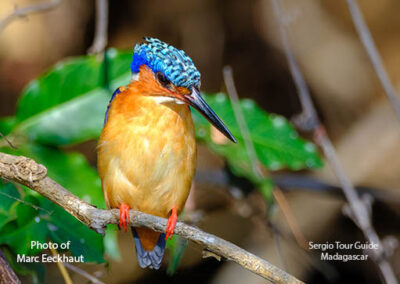 bird watching madagascar