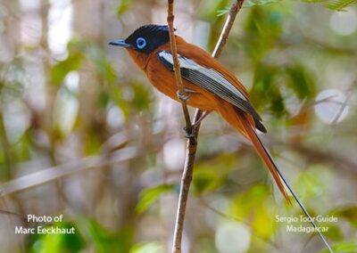 bird watching madagascar