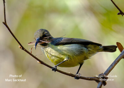 bird watching madagascar