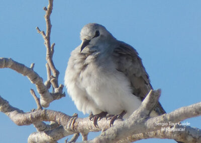 bird watching madagascar