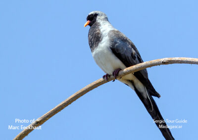 bird watching madagascar