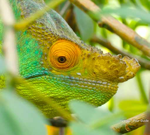 Chameleon of Madagascar
