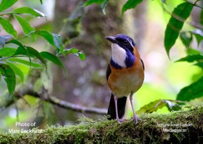 bird watching madagascar
