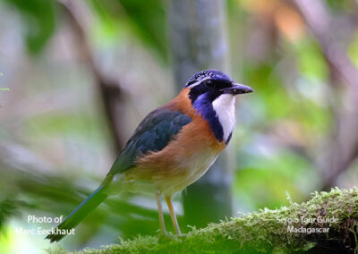 bird watching madagascar