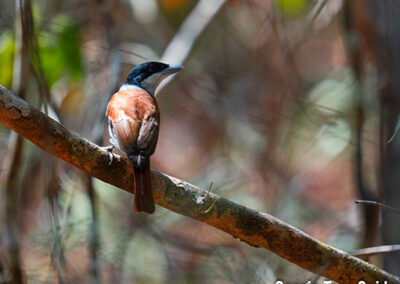 bird watching madagascar