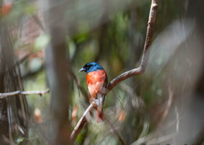 bird watching madagascar